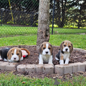 Zdjęcie №4. Sprzedam beagle (rasa psa) w Lappeenranta. prywatne ogłoszenie - cena - 1505zł