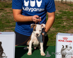 Zdjęcie №2 do zapowiedźy № 156048 na sprzedaż  amerykański staffordshire terier - wkupić się Serbia hodowca