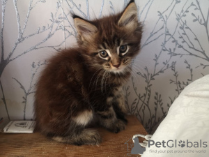 Zdjęcie №3. Kocięta rasy Maine Coon z rodowodem do adopcji. Holandia