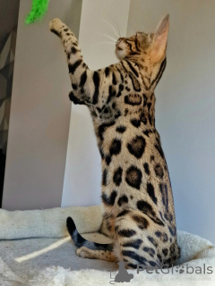 Zdjęcie №3. Eleganckiemu, kochającemu i niezwykle pięknemu urokowi Nalas nie można się. Szwecja