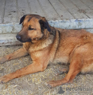 Zdjęcie №4. Sprzedam pies nierasowy w Wołgograd. prywatne ogłoszenie - cena - Bezpłatny