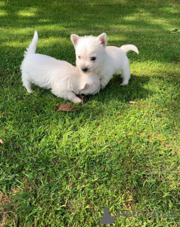 Zdjęcie №3. Dostępne szczenięta z czystej rasy Yorkie. USA