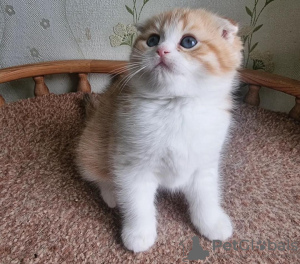 Zdjęcie №1. scottish fold - na sprzedaż w Newport Beach | 1188zł | Zapowiedź № 99289