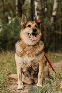 Zdjęcie №1. pies nierasowy - na sprzedaż w Москва | Bezpłatny | Zapowiedź №72844