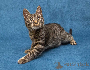 Zdjęcie №3. Kochany i delikatny mały Tygrysek szuka domu i kochającego serca. Federacja Rosyjska