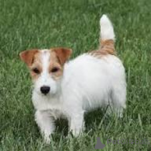 Zdjęcie №2 do zapowiedźy № 169388 na sprzedaż  jack russell terrier - wkupić się Finlandia prywatne ogłoszenie, hodowca