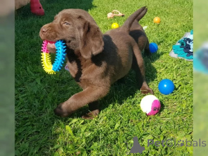 Zdjęcie №1. labrador retriever - na sprzedaż w Gelsenkirchen | 2870zł | Zapowiedź №136936