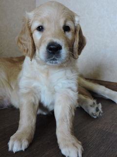 Zdjęcie №3. Golden Retriever Puppy. Federacja Rosyjska