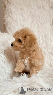 Zdjęcie №1. maltipu - na sprzedaż w St. Gallen | negocjowane | Zapowiedź №154870