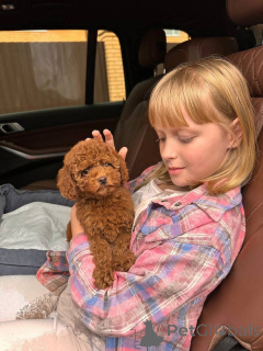 Zdjęcie №2 do zapowiedźy № 154263 na sprzedaż  pudel (royal) - wkupić się USA hodowca