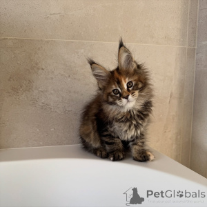 Zdjęcie №4. Sprzedam maine coon w Praga. hodowca - cena - negocjowane