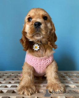 Zdjęcie №1. springer spaniel angielski - na sprzedaż w Salzburg | negocjowane | Zapowiedź №164302