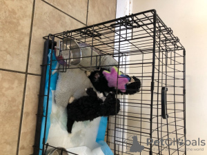 Zdjęcie №4. Sprzedam pudel (zabawka) w Paryż.  - cena - Bezpłatny