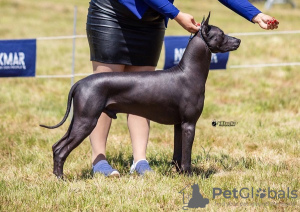 Dodatkowe zdjęcia: Szczenięta Xoloitzcuintle (meksykański bezwłosy pies).