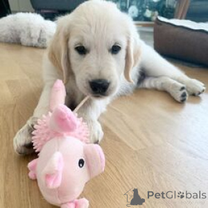 Zdjęcie №1. golden retriever - na sprzedaż w Birkirkara | 2317zł | Zapowiedź №168826