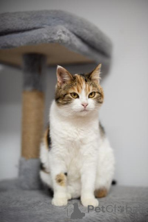 Zdjęcie №3. Niezwykła piękność Letty jest w dobrych rękach.. Federacja Rosyjska