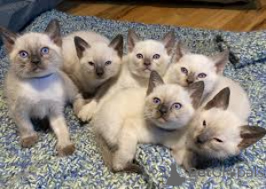 Zdjęcie №1. kot syjamski - na sprzedaż w Helsinki | 3348zł | Zapowiedź № 161077