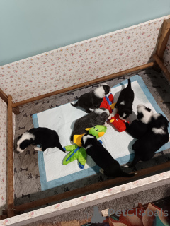 Zdjęcie №2 do zapowiedźy № 146022 na sprzedaż  bearded collie - wkupić się Francja hodowca