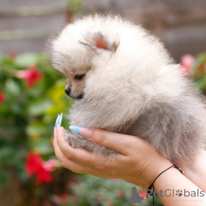 Zdjęcie №1. golden retriever - na sprzedaż w Alberville | 2085zł | Zapowiedź №168021