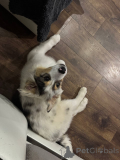 Zdjęcie №4. Sprzedam owczarek australijski w Mińsk. prywatne ogłoszenie, od żłobka, hodowca - cena - 5083zł