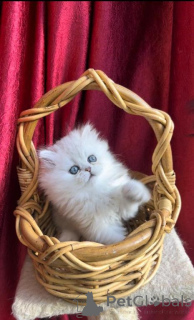 Zdjęcie №1. kot norweski leśny - na sprzedaż w Rudolstadt | 1674zł | Zapowiedź № 149732