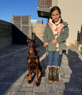 Zdjęcie №3. Doberman. Serbia