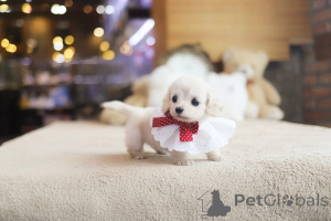 Zdjęcie №3. Dean Janet Kay Puppies House. USA