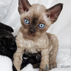 Zdjęcie №1. devon rex - na sprzedaż w Aizlingen | 1674zł | Zapowiedź № 167219