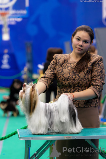 Zdjęcie №3. Beaver Terrier Knit w Federacja Rosyjska. Zapowiedź № 135415