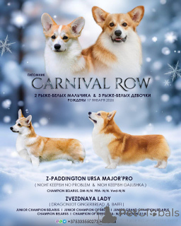 Zdjęcie №3. szczenięta walijskiego corgi pembroke. Białoruś