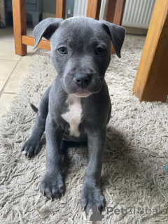 Zdjęcie №3. Szczenięta Bring Home Joy Staffordshire Bull Terrier są już dostępne. Niemcy