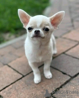 Zdjęcie №2 do zapowiedźy № 126845 na sprzedaż  pies nierasowy - wkupić się Francja hodowca