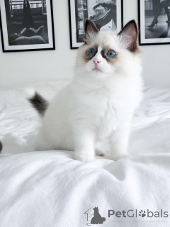 Zdjęcie №1. ragdoll - na sprzedaż w Werriste | 13439zł | Zapowiedź № 176612