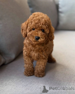 Zdjęcie №2 do zapowiedźy № 150828 na sprzedaż  pudel (zabawka) - wkupić się Niemcy hodowca