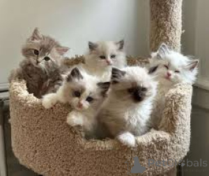 Zdjęcie №1. ragdoll - na sprzedaż w Helsinki | 3348zł | Zapowiedź № 162066