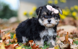 Zdjęcie №1.  - na sprzedaż w Berlin | negocjowane | Zapowiedź №156764