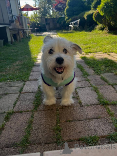 Zdjęcie №3. Piękne szczenięta Jack Russell Terrier szukają swoich stałych domów. Szwajcaria