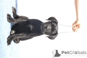 Zdjęcie №4. Sprzedam cane corso w Buzău. hodowca - cena - 9567zł