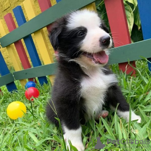 Zdjęcie №1. border collie - na sprzedaż w Братислава | 1674zł | Zapowiedź №124211