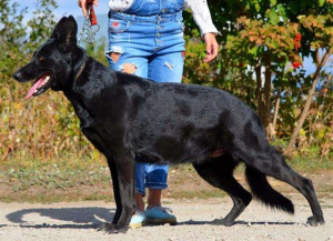 Dodatkowe zdjęcia: Owczarek niemiecki, kobieta, data urodzenia 19.11, metryka KSU, paszport