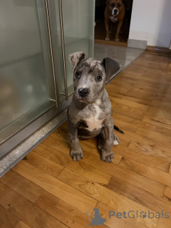 Zdjęcie №3. Wunderschöne Pitbull-Welpen suchen einliebevolles neues Zuhause. Niemcy