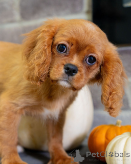 Zdjęcie №3. Sweet Daisy to czysta radość w futrzanej formie! Zabawna, delikatna i pełna. Szwajcaria