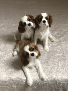 Zdjęcie №2 do zapowiedźy № 18614 na sprzedaż  cavalier king charles spaniel - wkupić się Białoruś prywatne ogłoszenie