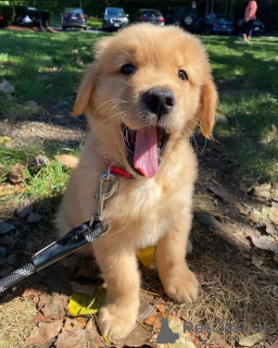 Zdjęcie №3. Szczenięta golden retrievera są już dostępne w sprzedaży. Niemcy