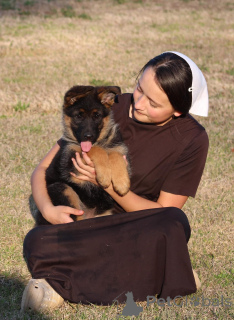 Zdjęcie №2 do zapowiedźy № 142818 na sprzedaż  owczarek niemiecki - wkupić się Niemcy prywatne ogłoszenie