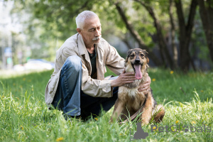 Zdjęcie №3. Cudowny pies Mila szuka rodziny.. Federacja Rosyjska