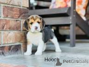 Zdjęcie №1. beagle (rasa psa) - na sprzedaż w Manchester | 3348zł | Zapowiedź №165717