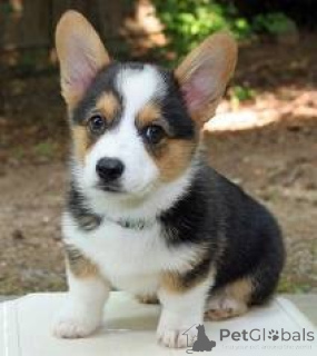 Zdjęcie №1. welsh corgi - na sprzedaż w Chemnitz | Bezpłatny | Zapowiedź №160337