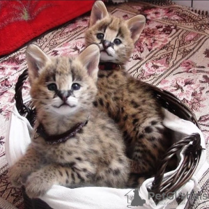 Zdjęcie №3. Kvalitets Afrika serval katt til salgs og Savannah katt do adopcji. Norwegia