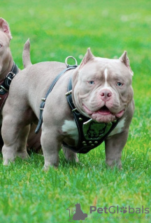 Zdjęcie №4. Sprzedam american bully w Ryga. prywatne ogłoszenie, hodowca - cena - negocjowane